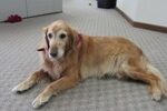 Bailey